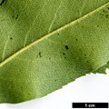 SpeciesSub: var. pyracanthifolia